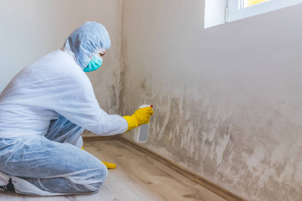 Licensed Attic Mold Remediation service in Stratford, NJ - Car Mold Remediation